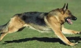 狼狗皮肤爆料最新视频,神秘特效与独特设计大曝光